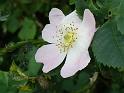 Flora 1
